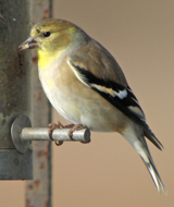 American Goldfinch female